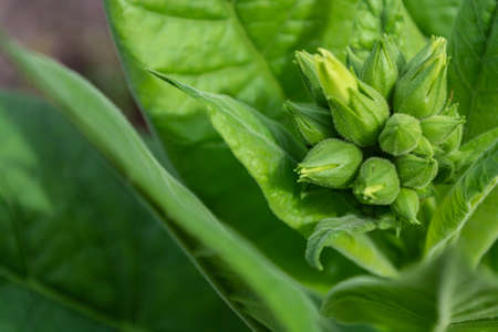 Opening green buds of tobacco flowers among young leaves on a bush in a field.