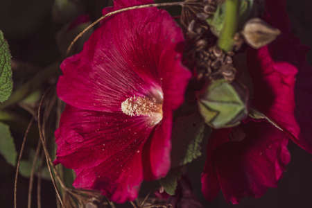 Beautiful red mallow flower at night in the middle of the garden.の写真素材