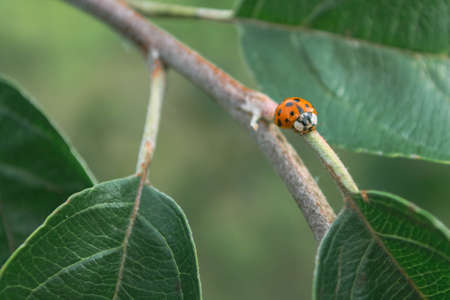 Ladybug on a branch of an apple tree among green leaves.