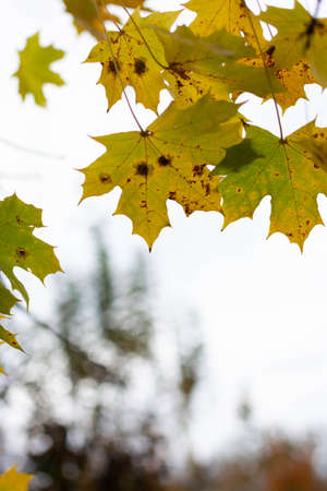 yellow autumn maple leaves against the sky
