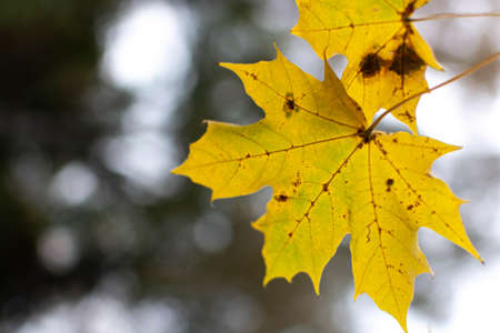 yellow maple leaves hanging on a tree on a black gray background