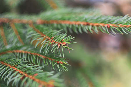 Beautiful green branch of a Christmas tree, focus on the tips of the needles.