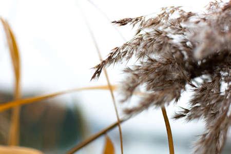dry reed flowers on the river bank against the sky the wind blowsの写真素材