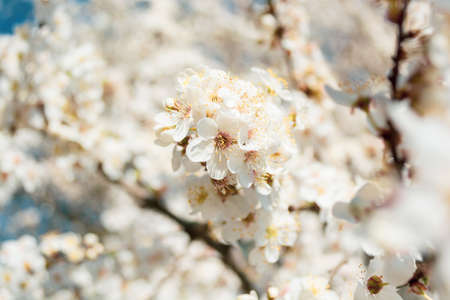 Beautiful blooming cherry branch in the garden. Shallow depth of field is focused on the central...