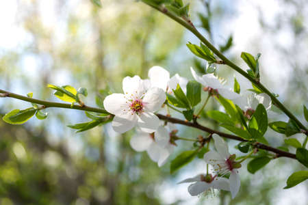 White plum blossom cherry plum on a branch. Spring sunny background