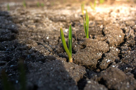 Growing garlic. The first spring shoots after winter in the garden bed near the house.