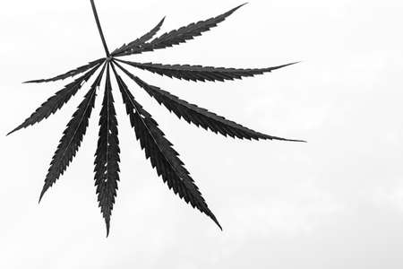 Hemp leaf in black and white against white skyの写真素材