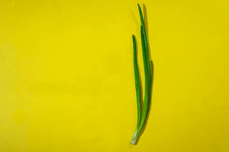 Juicy green onions on a yellow background in drops of water.の写真素材