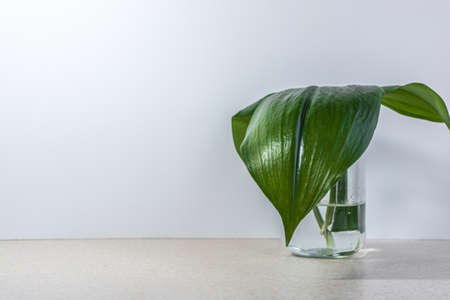 Several green tropical leaves in a jar with water on a white background.の写真素材