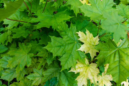 Young maple leaves on a small tree in the forest. Green summer background.の写真素材