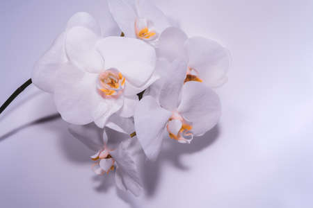 Beautiful white orchids on a white wall background. Home flowers.の写真素材