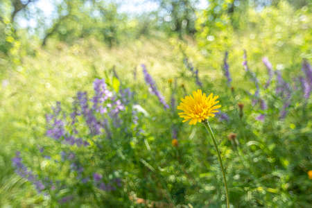 One yellow Kulbaba flower in the garden against the background of the vetch flowers.