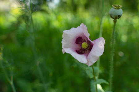Pink poppy blooming in the shade of a tree on a blurred green background.の写真素材