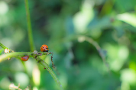 The red Colorado potato beetle grubs eat the green leaves of the potato. Front view.