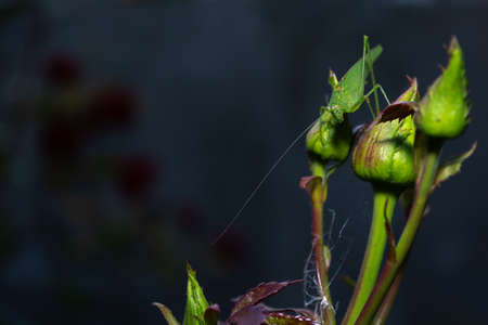 Migratory locust insect on green rosebuds in the garden on a dark background.の写真素材