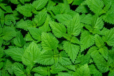Background from green leaves of burning nettle. Perennial herb. Top view.