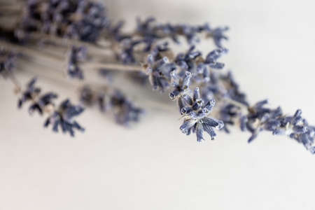 Dried lavender flowers on white paper. Selective focus. Photo toned in cold shades.の写真素材