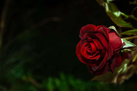 Beautiful velvet burgundy red rose on a dark background in the early morning in the garden.の写真素材