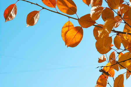 Autumn background of yellowing cherry leaves against a blue sky. Sunny weather.