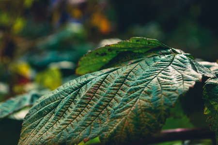 Abstract multicolored drying autumn raspberry leaf on a dark green blurred background. Selective focus.の写真素材