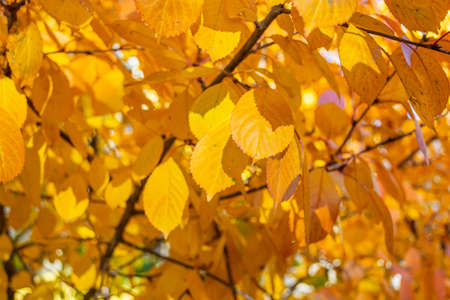 Autumn background of yellow leaves. Sunny weather. Selective focus.