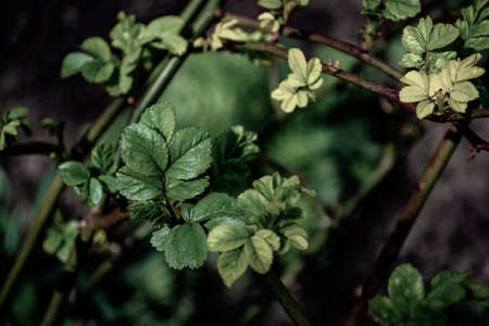 Rose leaves on the branches of a bush in spring. Dark green background.