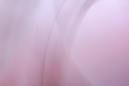 Horizontal pink gray abstract background banner with soft blur wave lines and highlights. The...