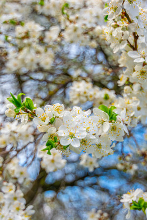 Plum blossom. Branches in bloom against the sky.