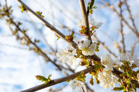 Plum branches with white flowers on a background of sky with clouds. Spring. The beauty of nature.