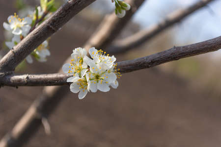 White plum flowers on a branch in a spring garden close-up. selective focus.