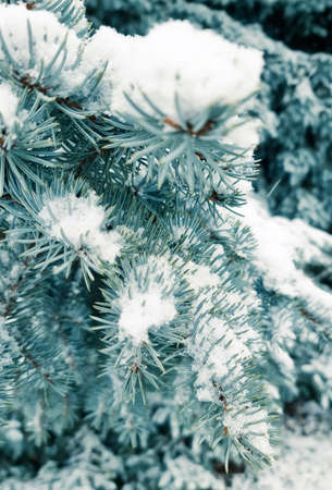 Branches with blue spruce needles covered with snow. winter theme.
