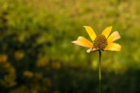 One flower that has faded. A perennial herb with yellow flowers native to the Americas. The most...
