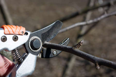 Seasonal pruning of branches on fruit trees with secateurs. cutting branches with scissors.の写真素材