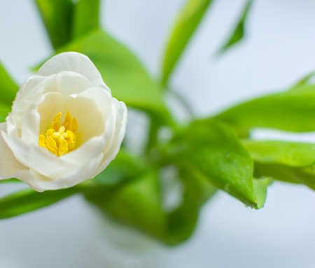 White tulip with leaves top view. Flower on a soft blurred white gray backgroundの写真素材