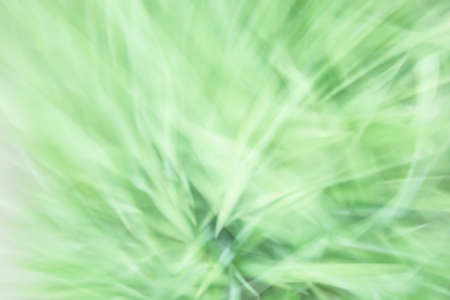 Abstract blurred background of green leaves in light colors. backdrop