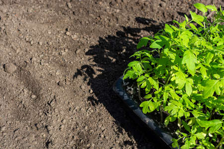 Tomato seedlings in a box on the ground in the garden. bright sunny day.