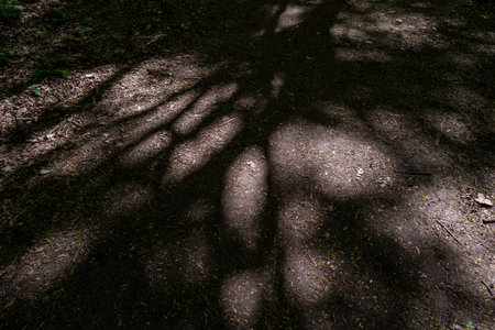 Sunlight and shadows from leaves and trees on a forest path.の写真素材