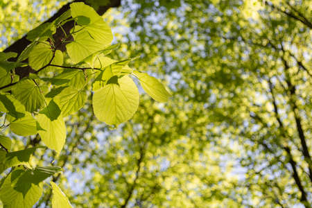 Bright juicy linden leaves on a branch against the background of blurred trees with fine bokeh....