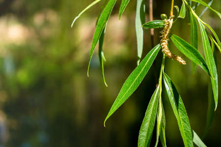 Bright, green willow leaves on a hanging branch close-up against a softly blurred background. Sunny...