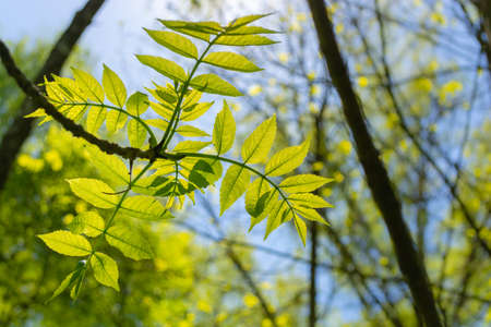 Young ash leaves. bottom view. You can see the structure of the sheet