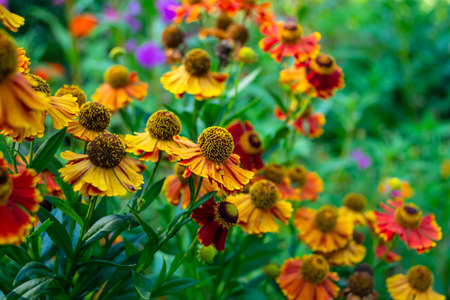 Helenium autumn. Perennial. Multi-colored autumn flowers in a flower bed. selective focus. backdrop.の写真素材