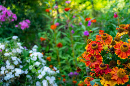 Helenium autumn in the garden against the background of colorful flowers. Perennial. flowerbed....