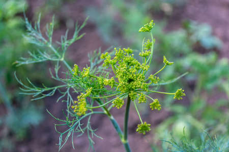 Dill flowers close-up in the vegetable garden. agriculture.