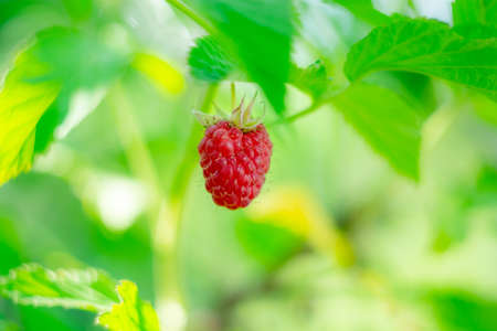 A large single ripe red raspberry close-up on a brightly blurred green bush. Sunny summer day. backdropの写真素材