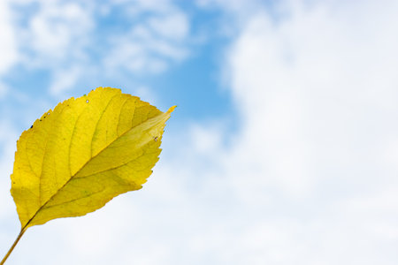 Yellow leaf against the sky. selective focus. autumn themeの写真素材