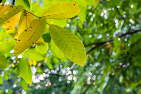 Autumn yellowing walnut leaves on a branch close-up.の写真素材