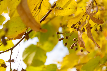 Yellow linden leaves with seeds. Autumn beautiful background.