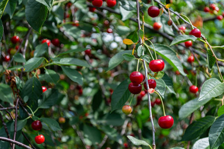 Ripe wild red cherry on a branch in the garden. Summer berries in the garden.の写真素材