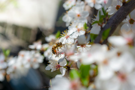 A bee collects honey on plum blossom white flowers in the garden. spring theme.