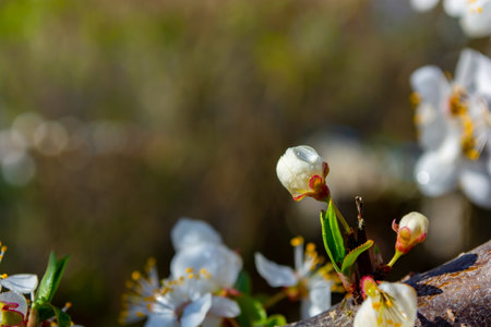 A bud of a white plum flower covered with dew drops near green young leaves on a branch. spring garden theme.の写真素材